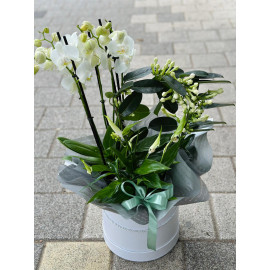 Aranjament Orhidee Phalaenopsis  AN22